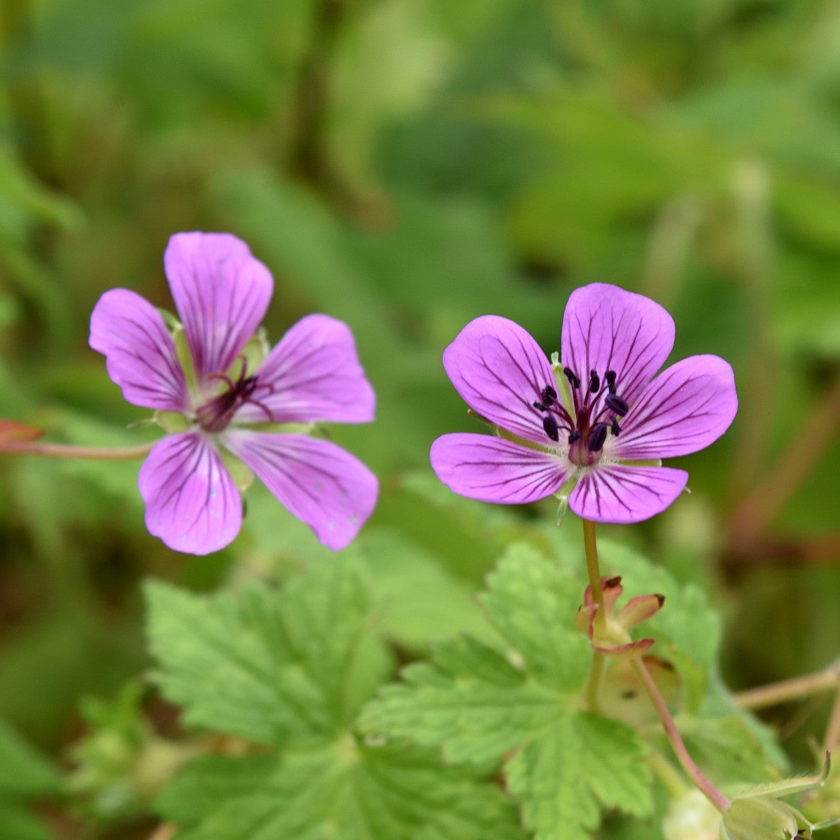 parnäva 'Pink Penny'
