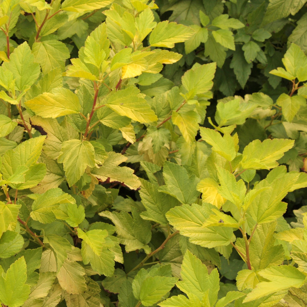 smällspirea 'Dart's Gold'