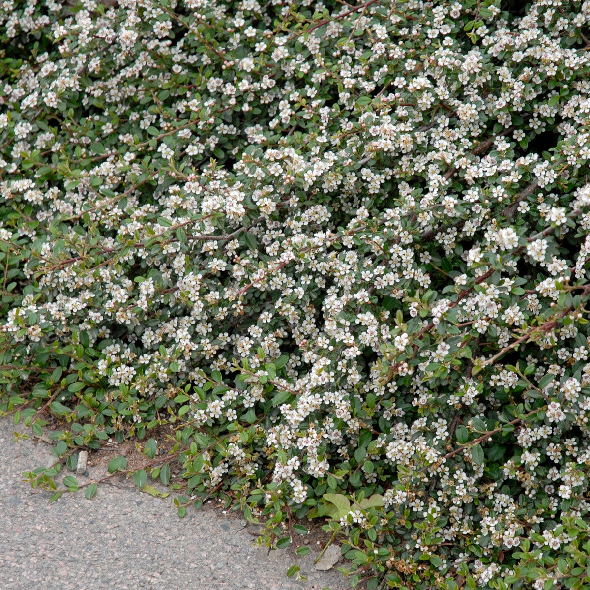 svenskt parkoxbär 'Coral Beauty'