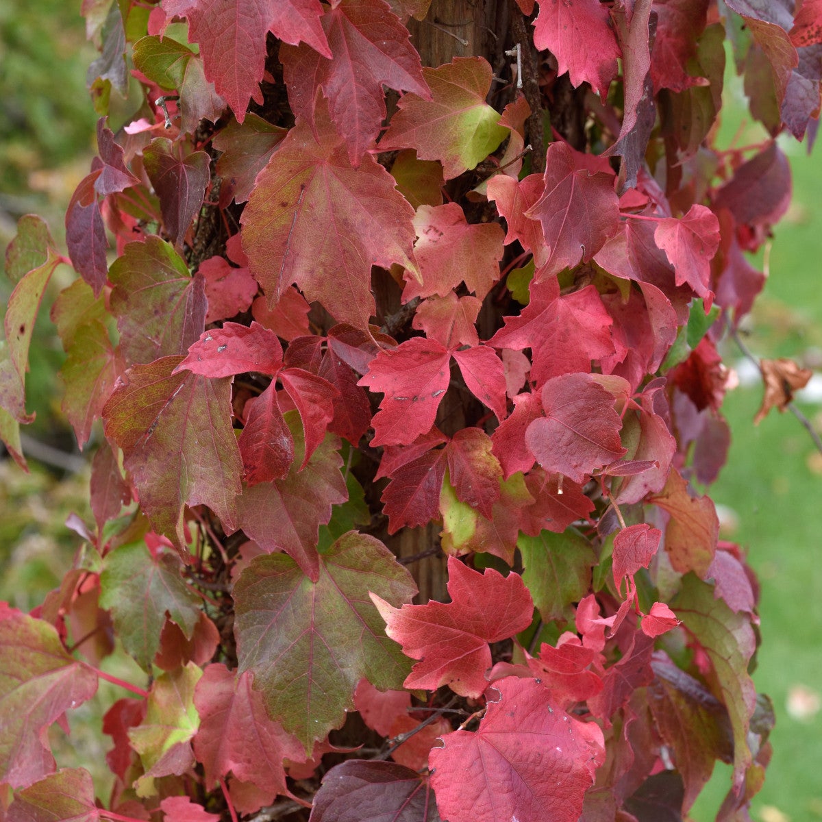 rådhusvin 'Veitchii'