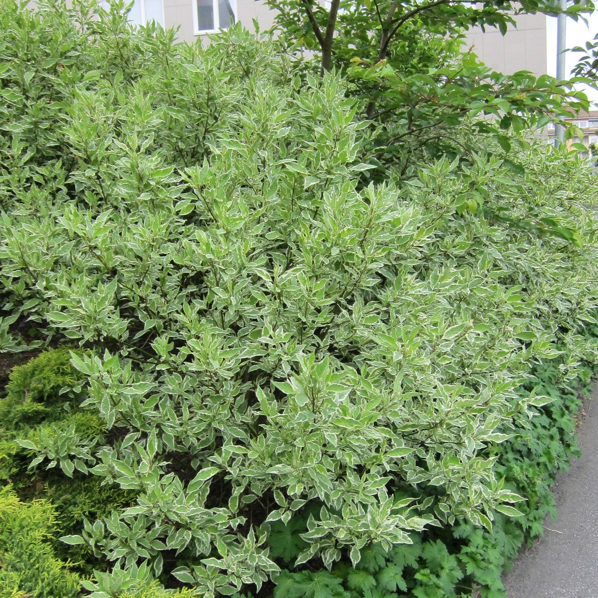 rysk kornell Ivory Halo