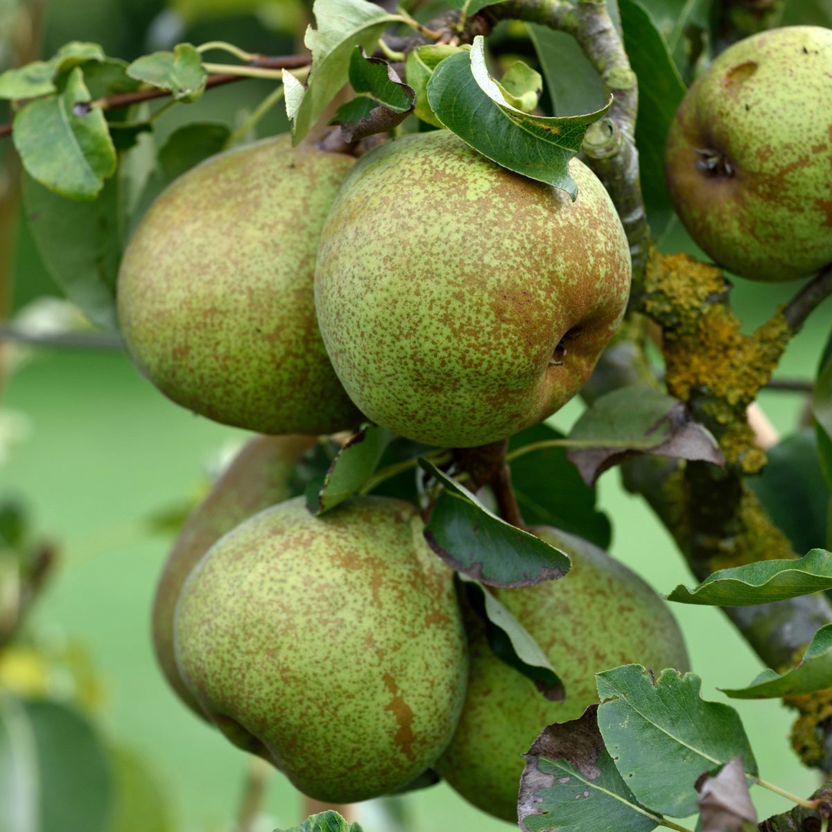 päron 'Doyenné du Comice'