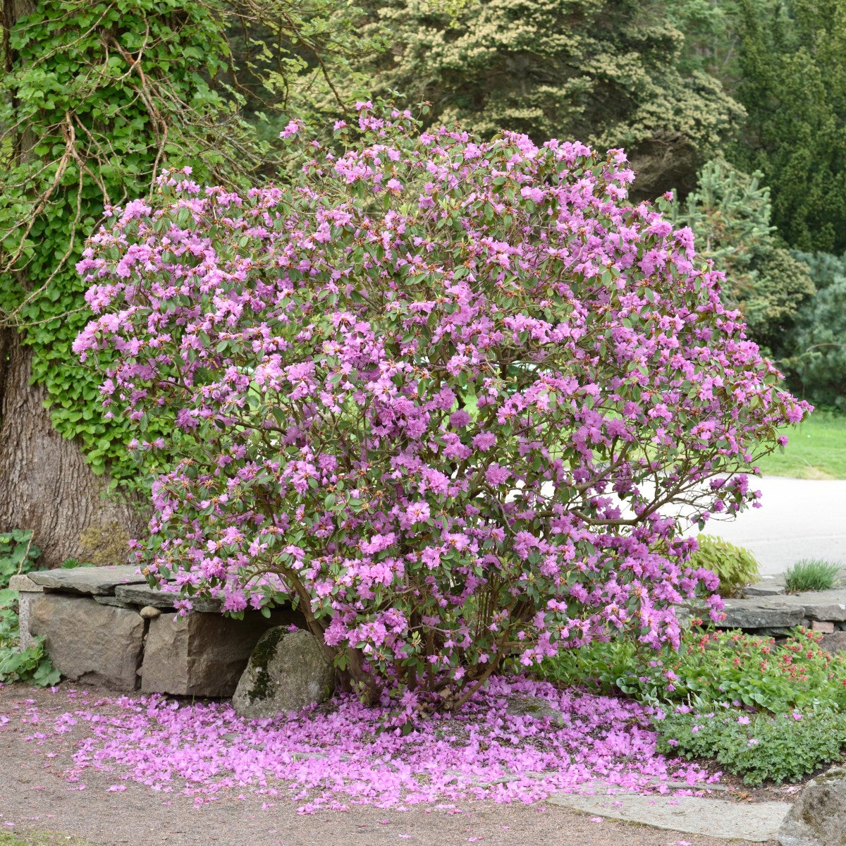 minus-alpros 'Peter John Mezitt'