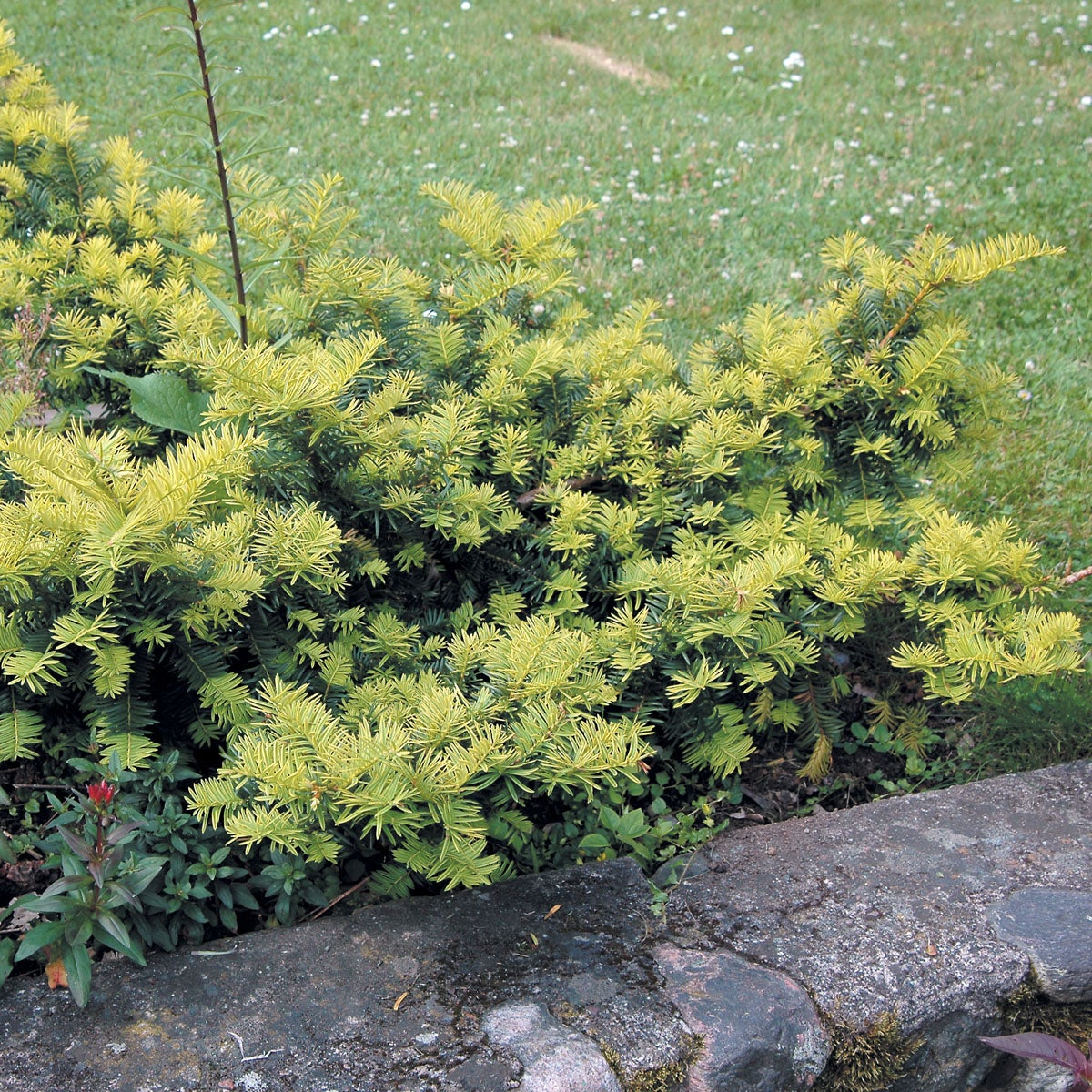 idegran 'Summergold'