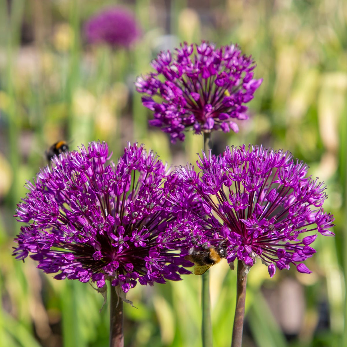 purpurlök 'Purple Sensation'