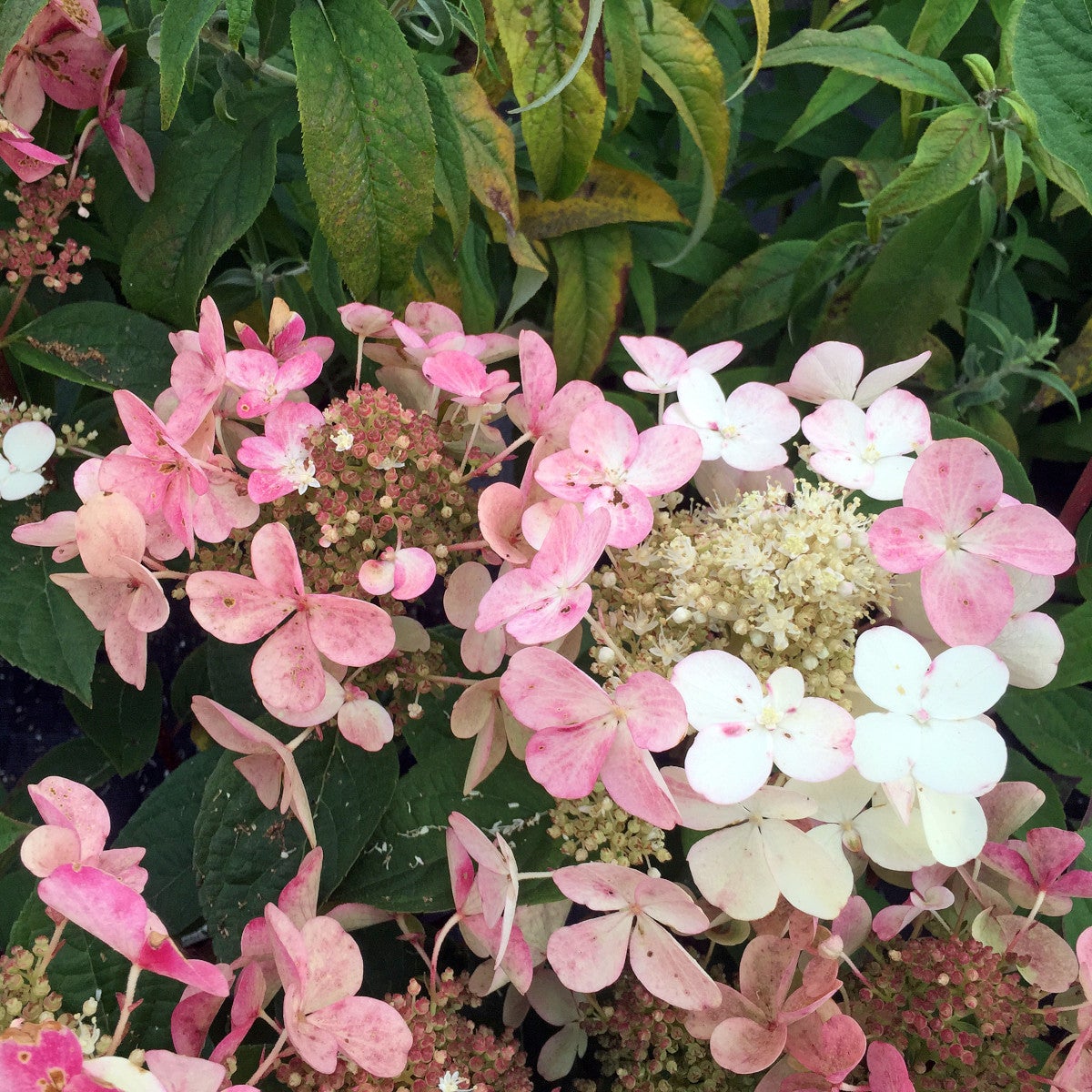 vipphortensia Early Sensation