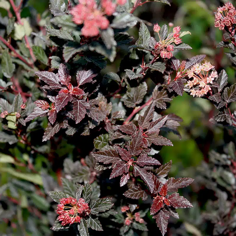 smällspirea Little Devil