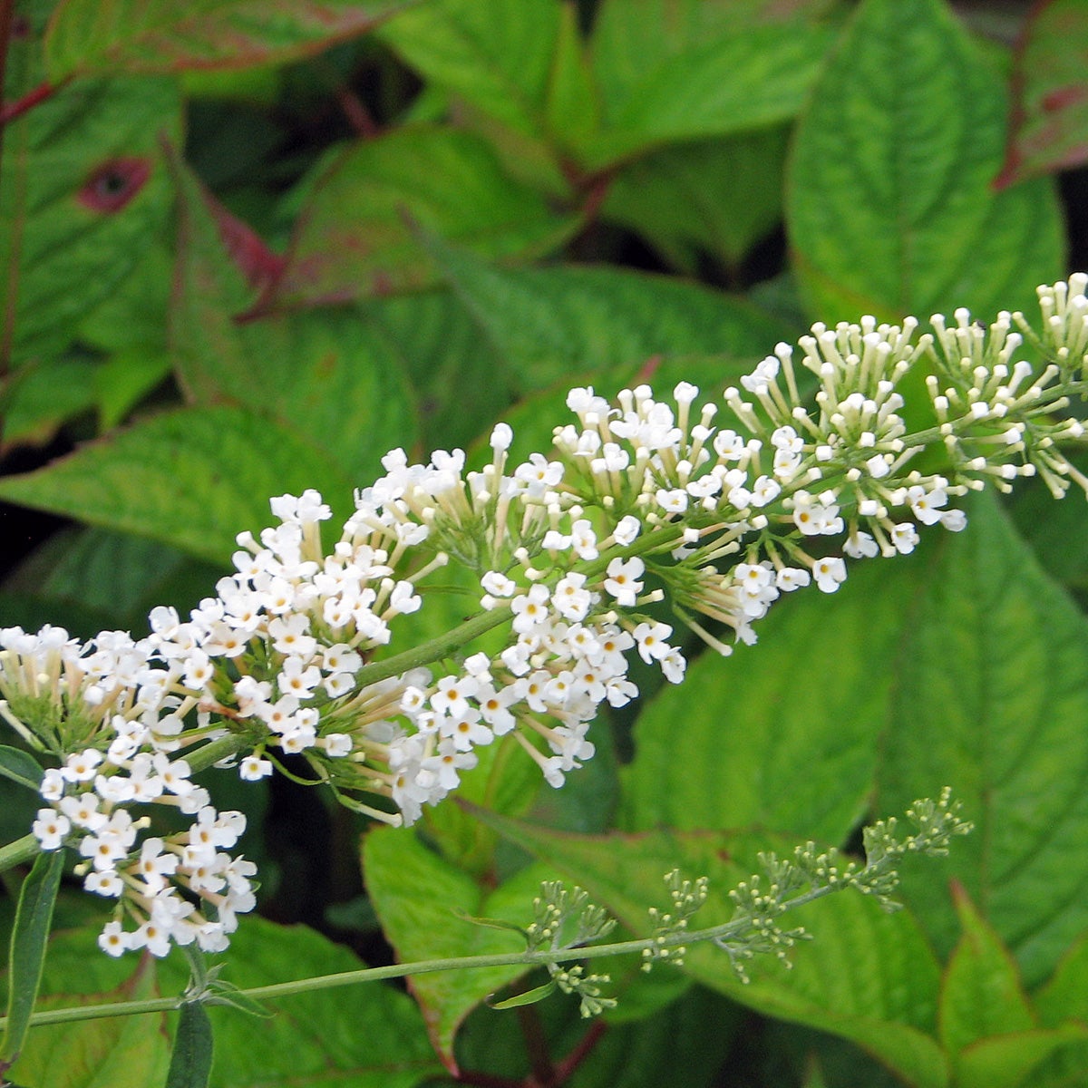 syrenbuddleja 'Nanho White'