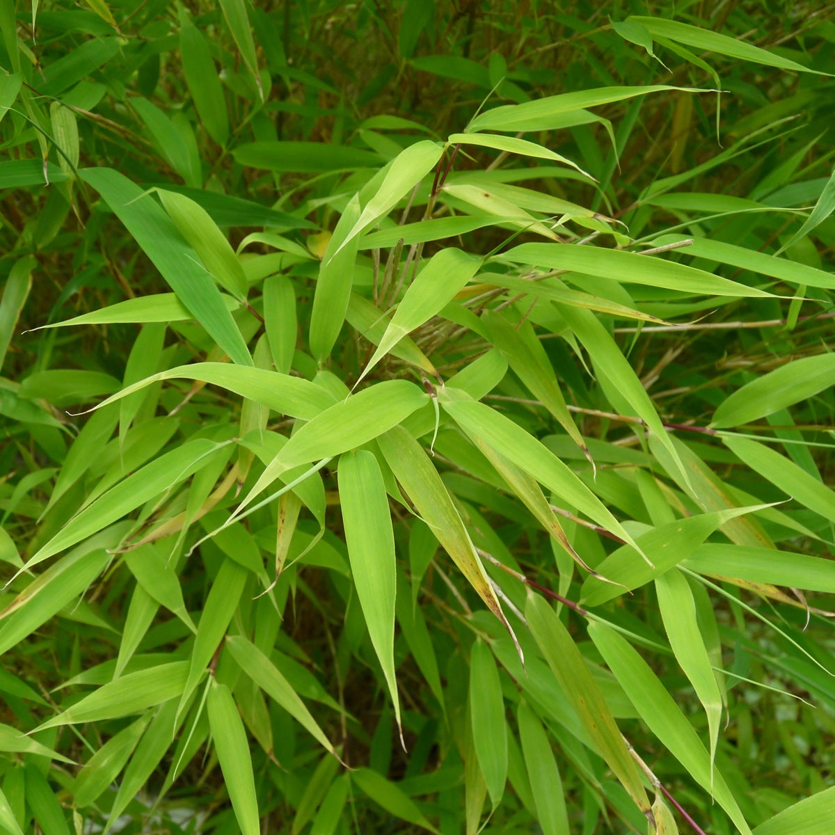 bergbambu 'Simba'