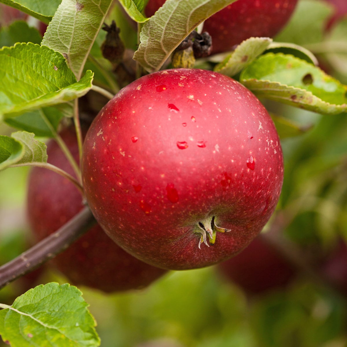äpple 'Karin Schneider'