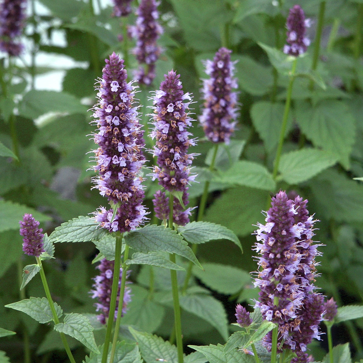 anisisop 'Black Adder'