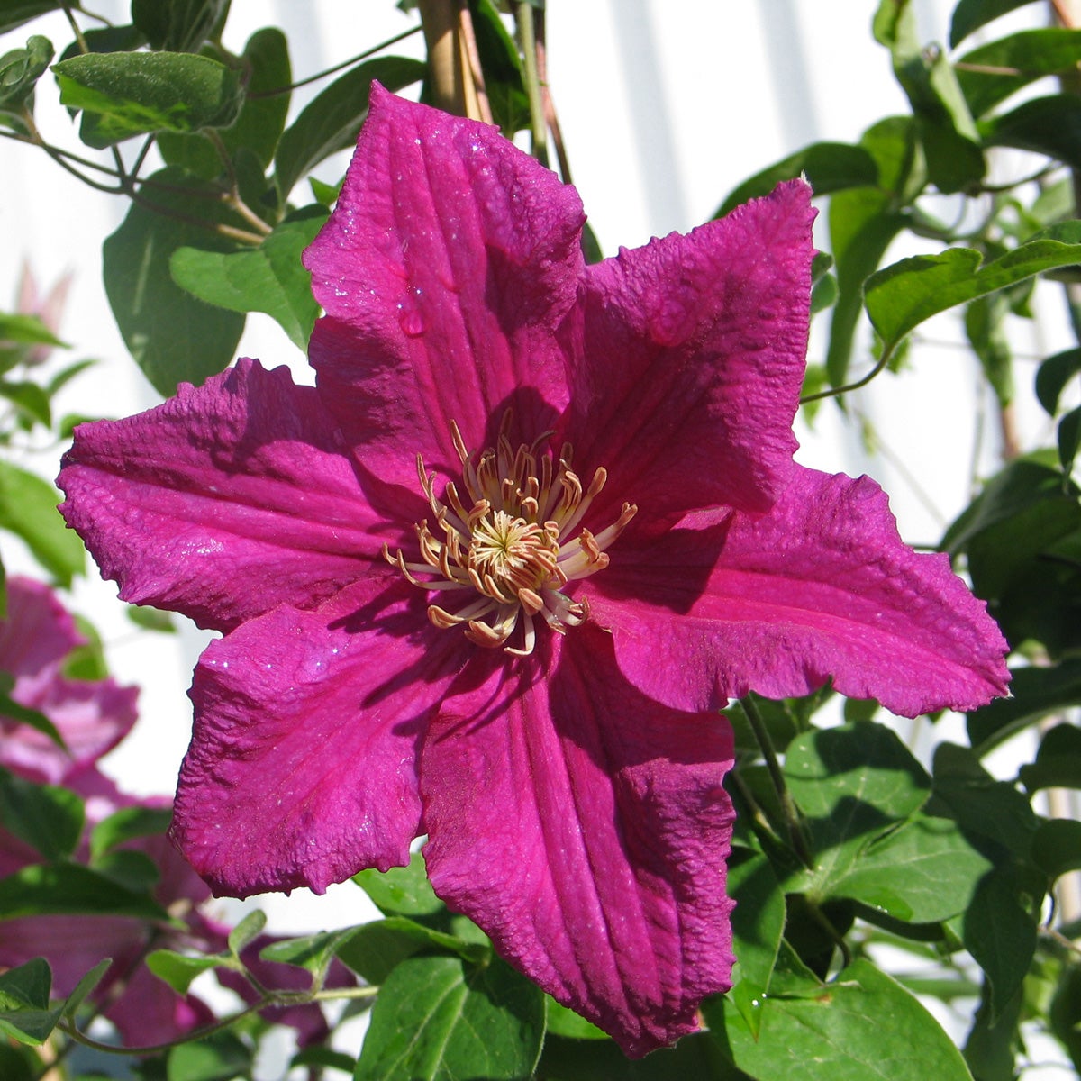 sen storblommig klematis 'Ernest Markham'