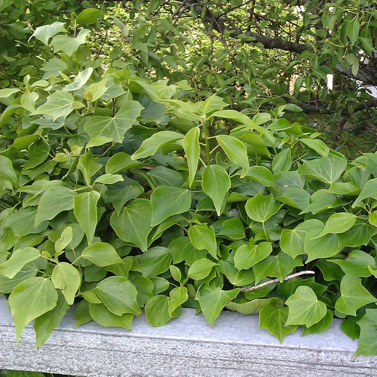 buskmurgröna