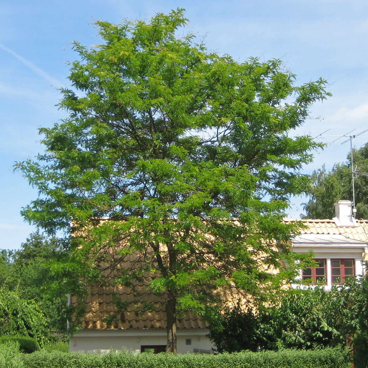 korstörne