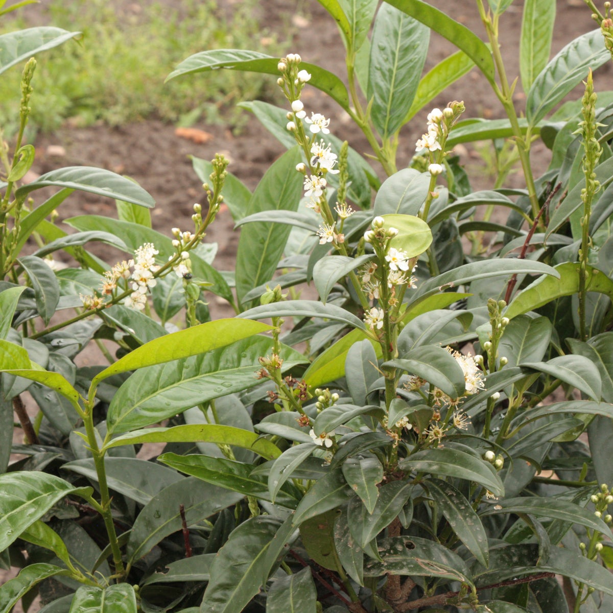 lagerhägg 'Schipkaensis Macrophylla'