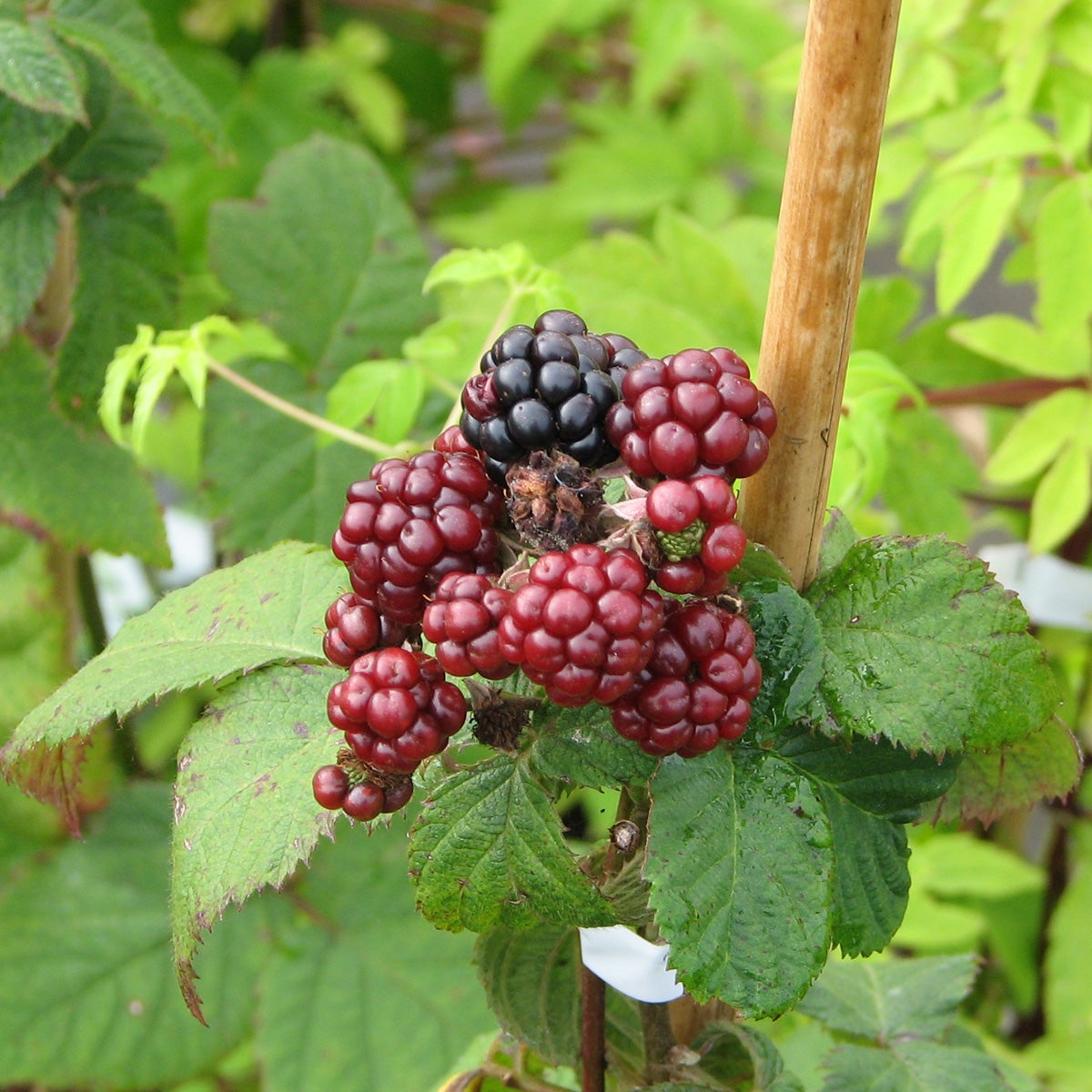 björnbär 'Thornfree'