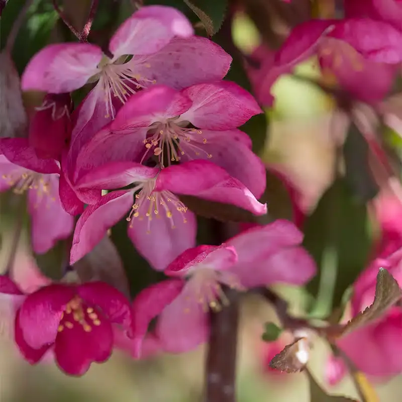 Splendor Ruby Malus Ruby Tears ('Bailears') | Splendor Plant