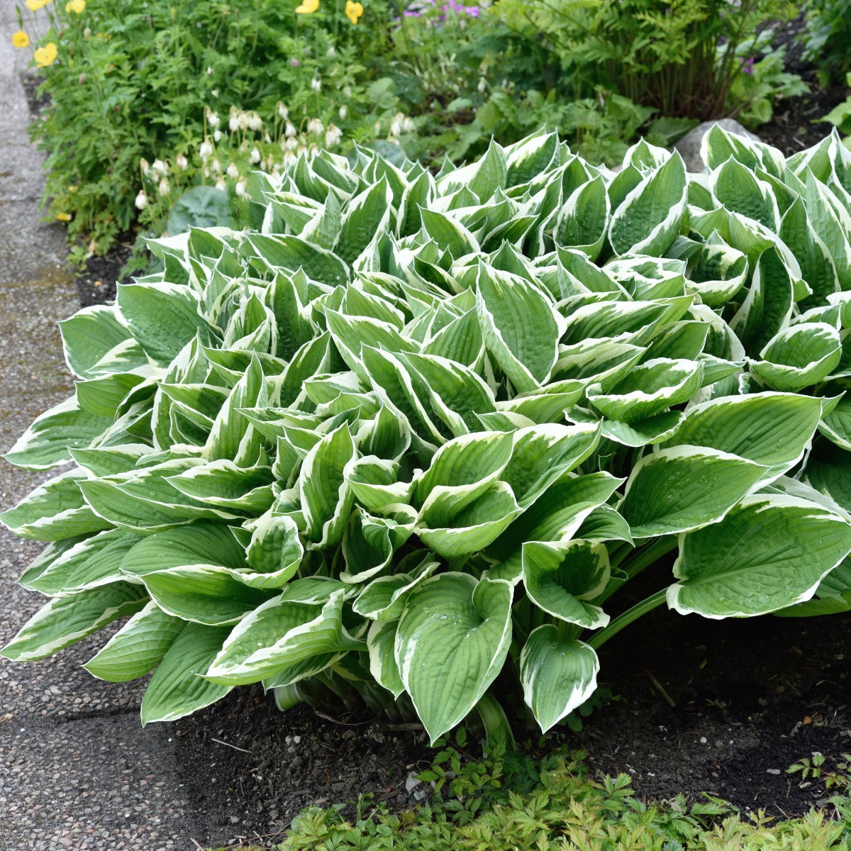 blomsterfunkia 'Francee'