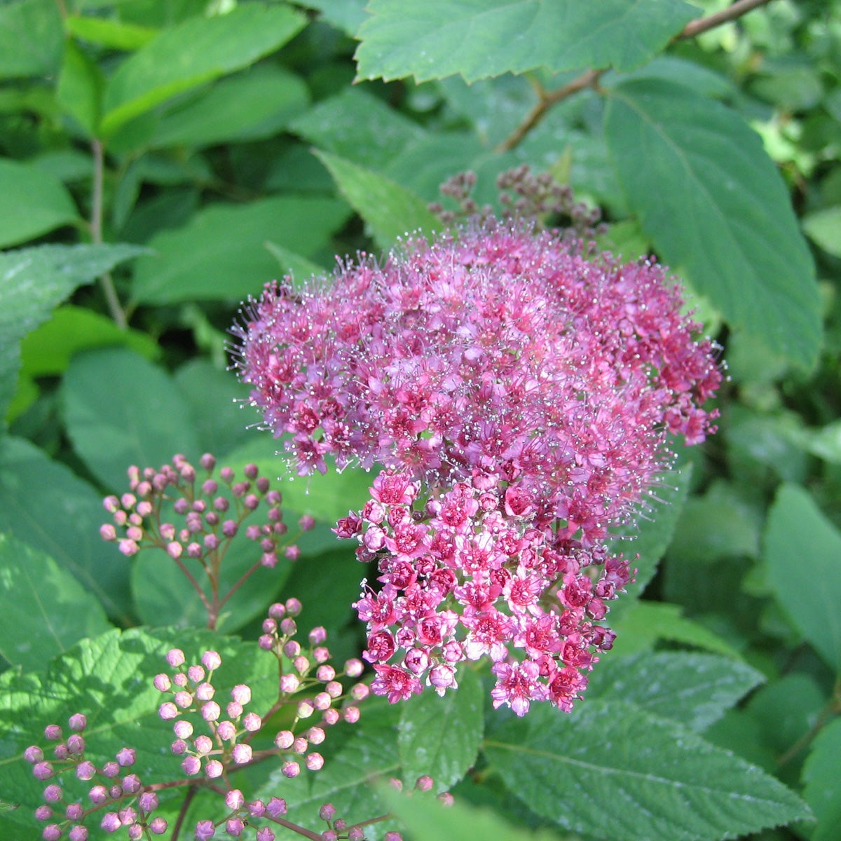 praktspirea 'Froebelii'
