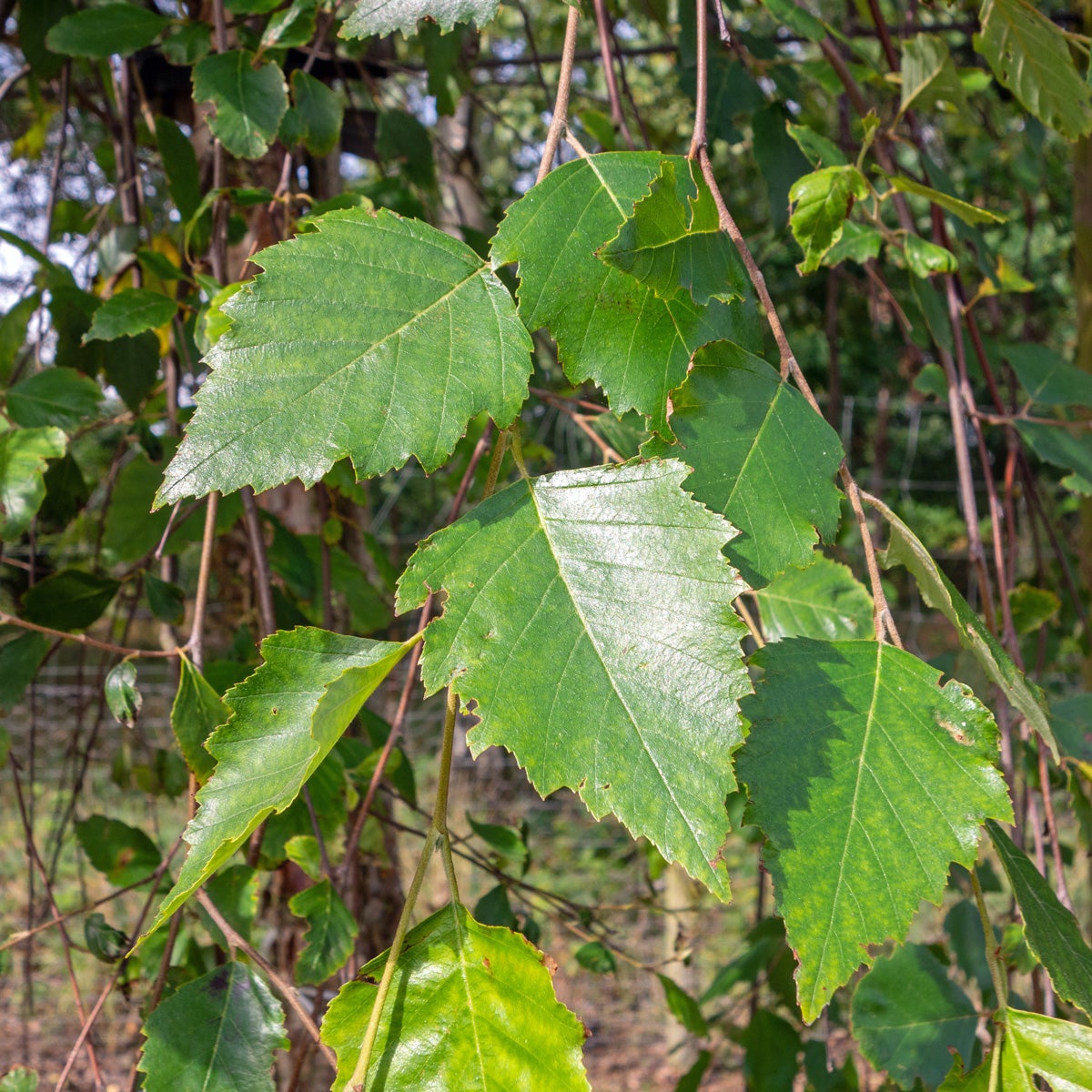 svartbjörk 'Summer Cascade'PBR
