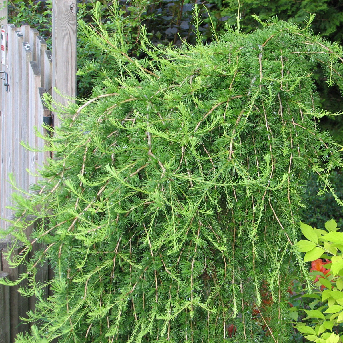 europeisk lärk 'Puli'