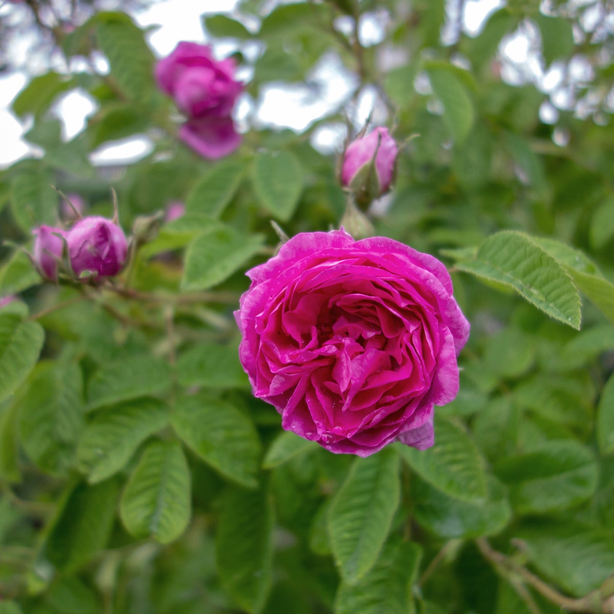 damascenerros 'Järnvägaren'