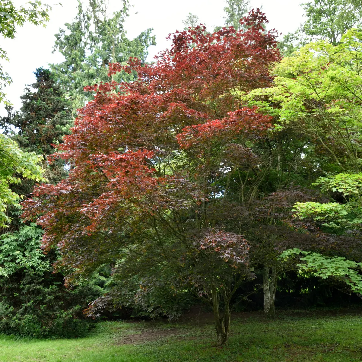 japansk lönn 'Bloodgood'