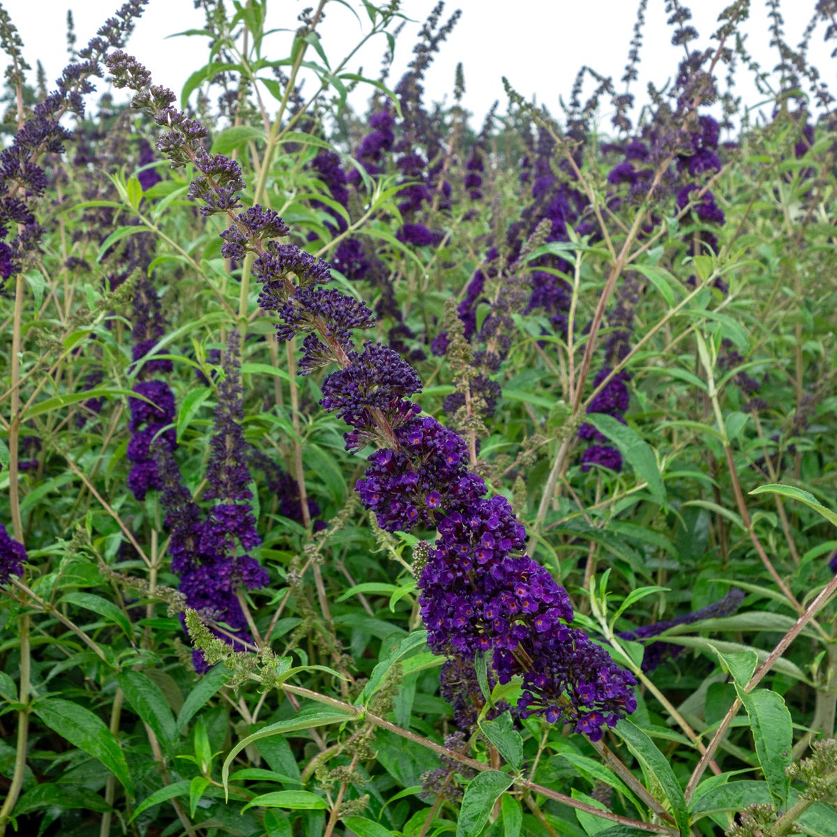 syrenbuddleja 'Black Knight'