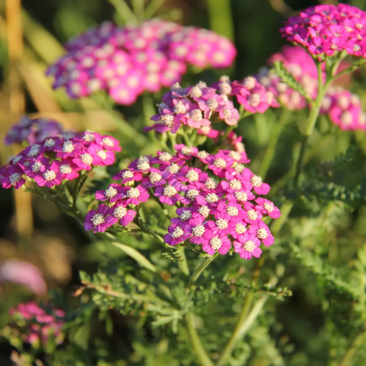 röllika New Vintage Violet ('Balvinolet')