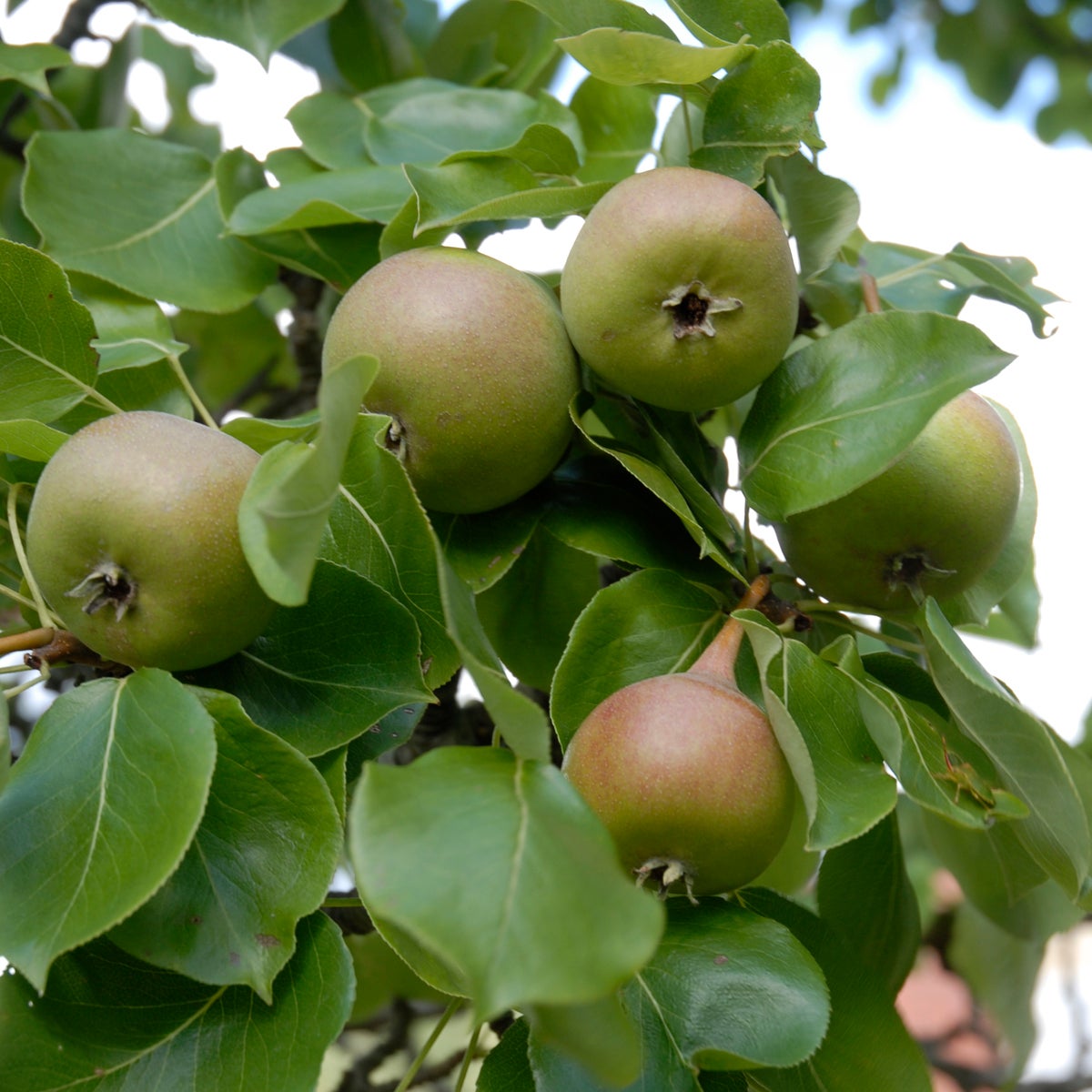 päron 'Augustipäron'