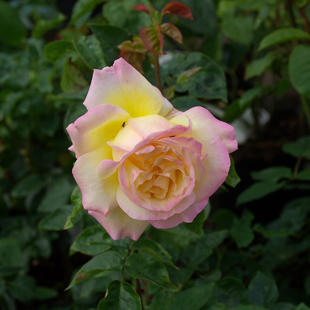 tehybridros Peace ('Mme A. Meilland')