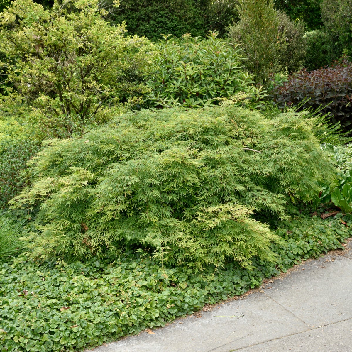 flikbladig japanlönn 'Dissectum'