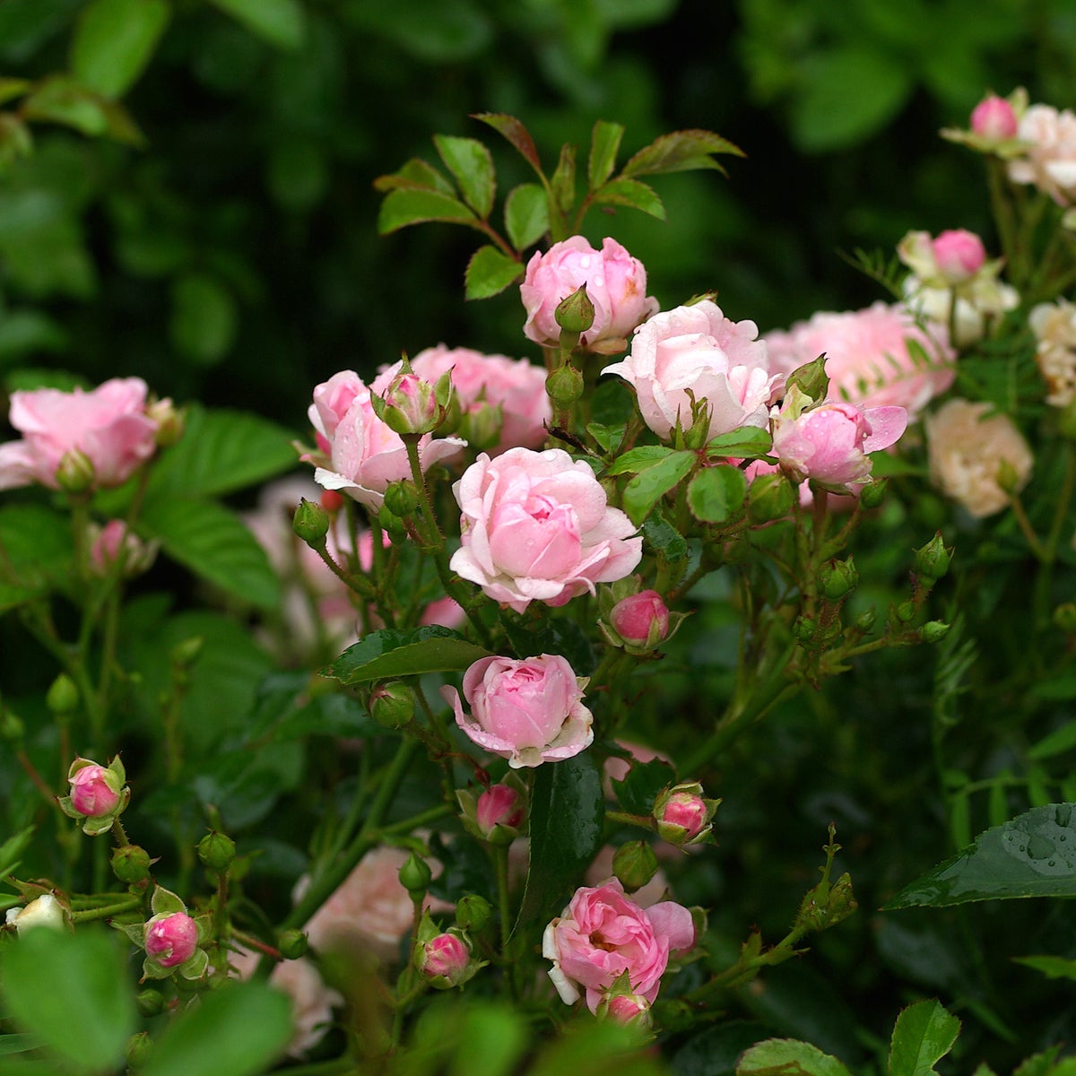 polyantaros 'The Fairy'