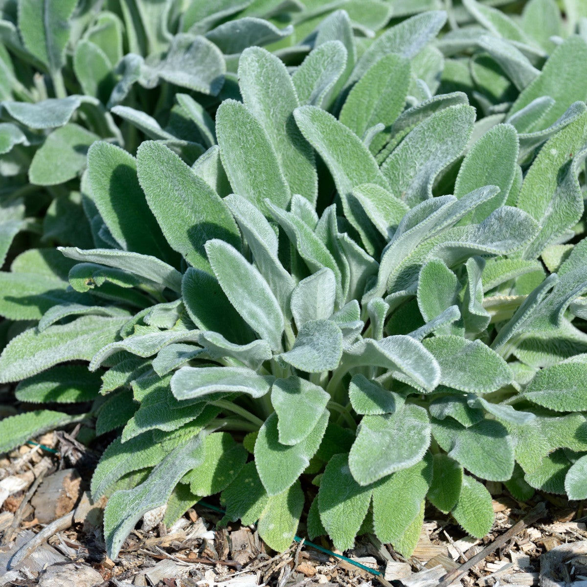 lammöron 'Silver Carpet'