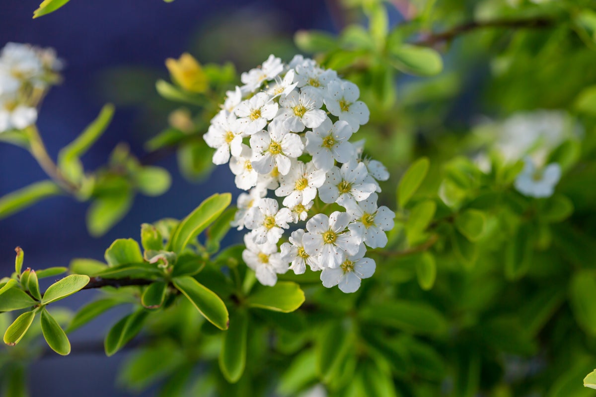 bukettspirea Firegold