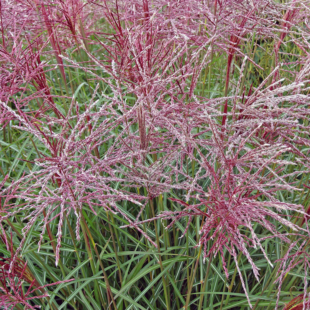 glansmiskantus 'Ferner Osten'