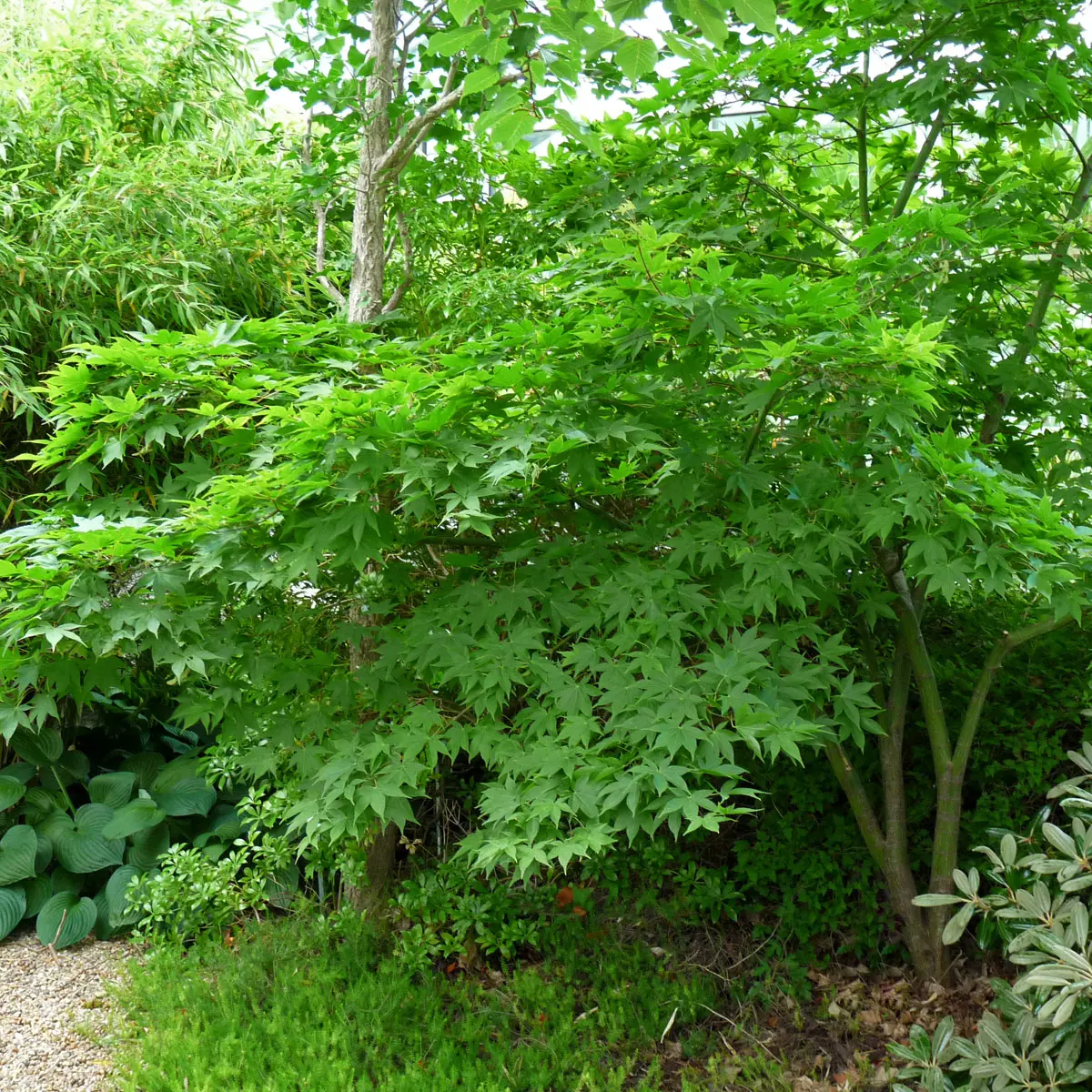 japansk lönn 'Osakazuki'