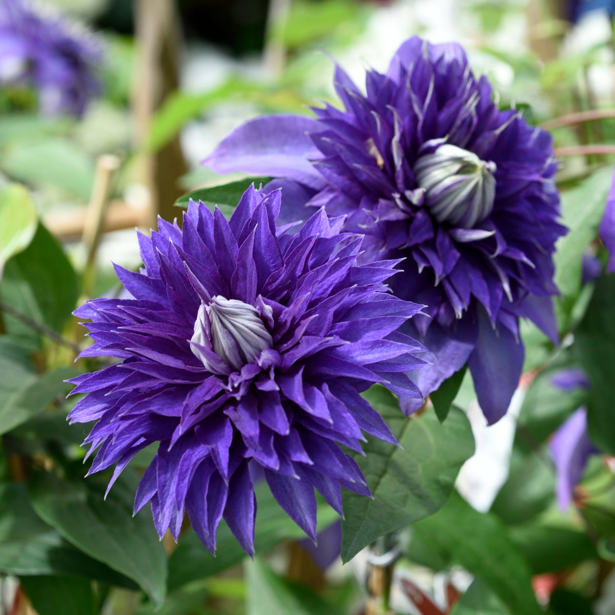 tidig storbl klematis 'Multi Blue'