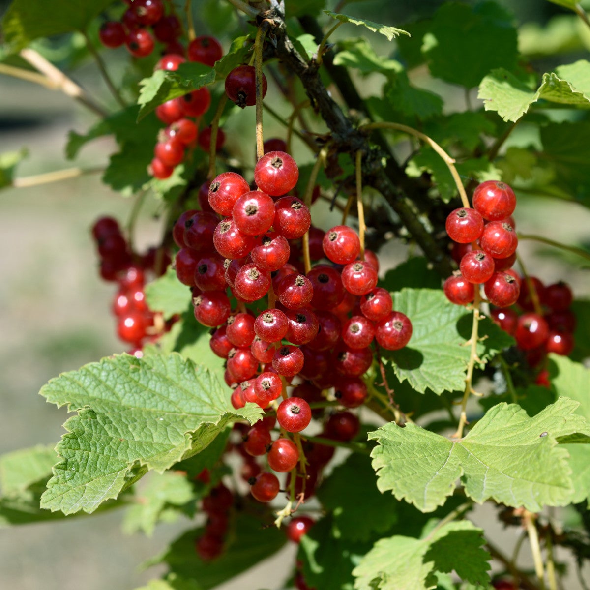 röda vinbär 'Jonkheer van Tets'