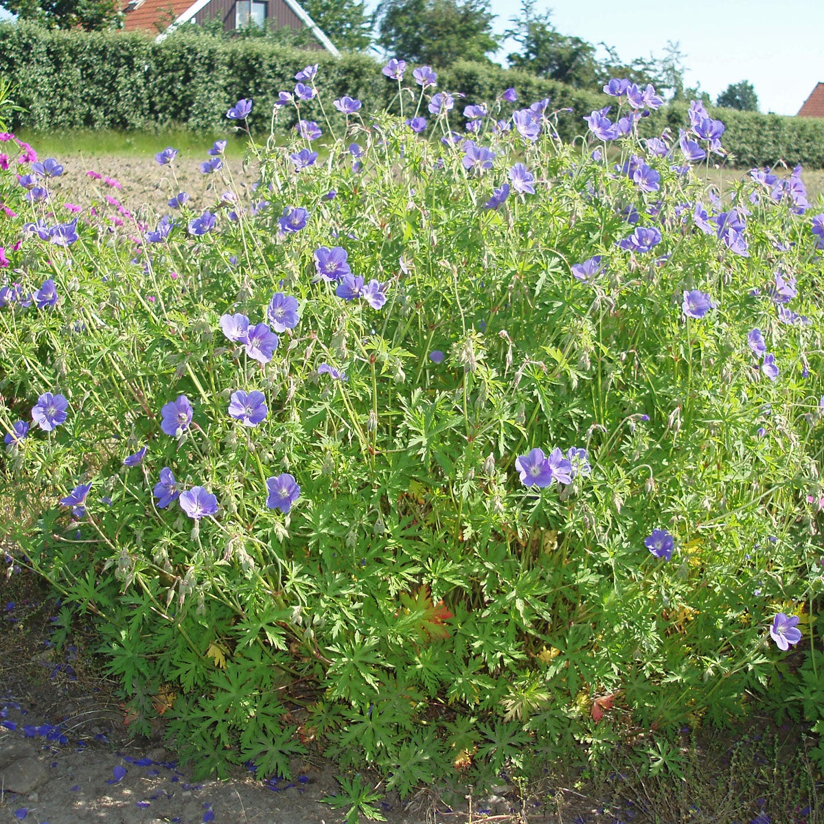 trädgårdsnäva 'Brookside'