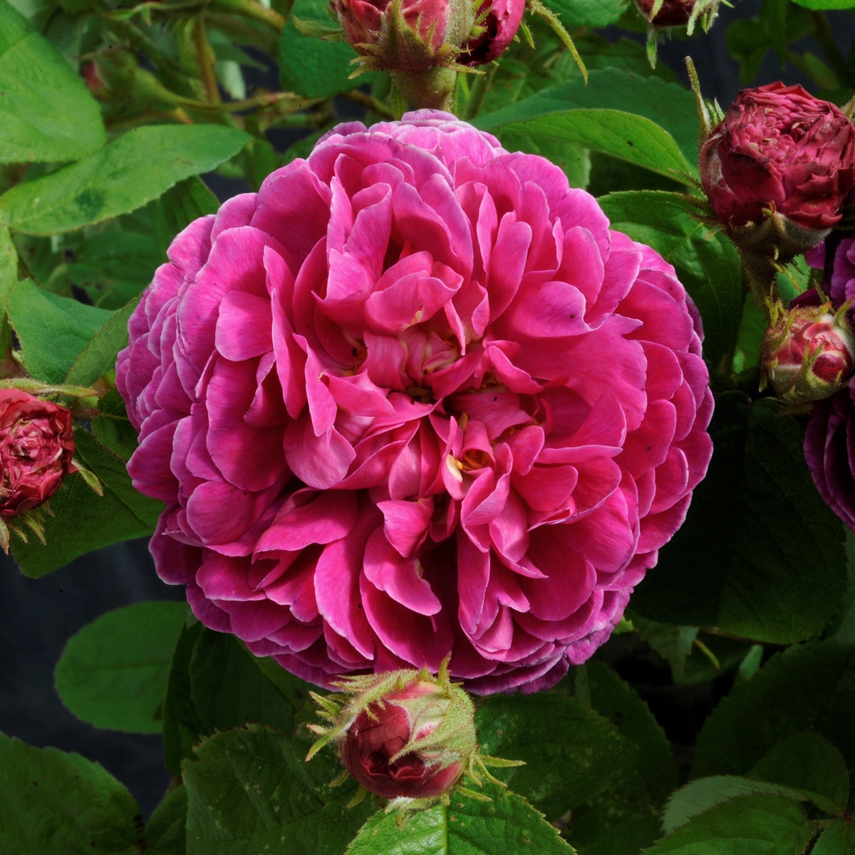 gallica-ros 'Pustebacken'