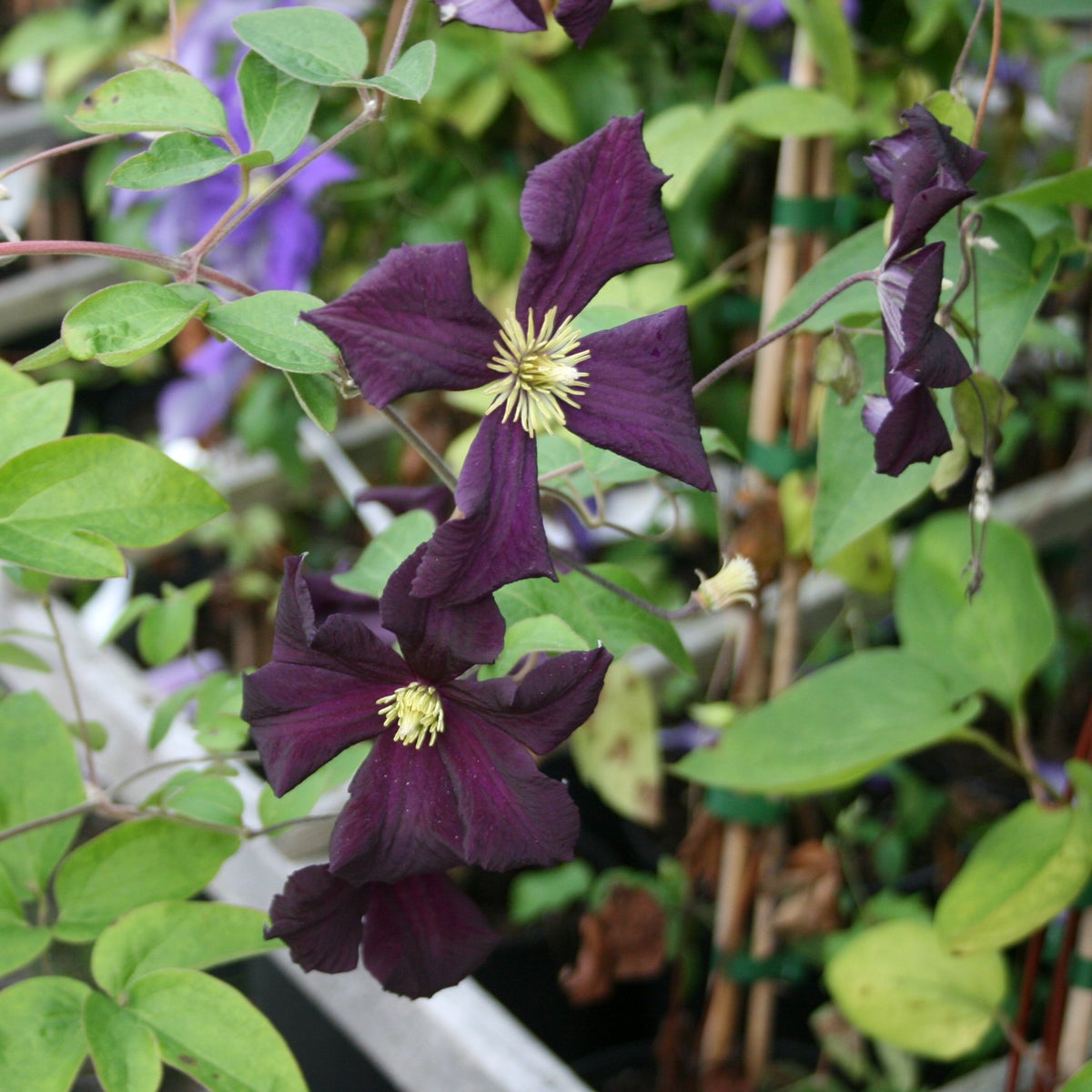 sen storbl klematis 'Romantika'