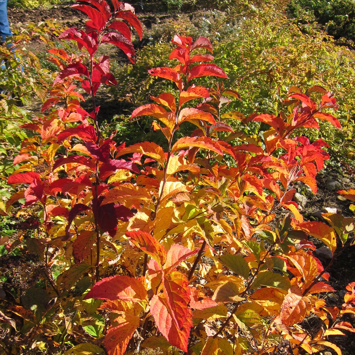 kantspirea