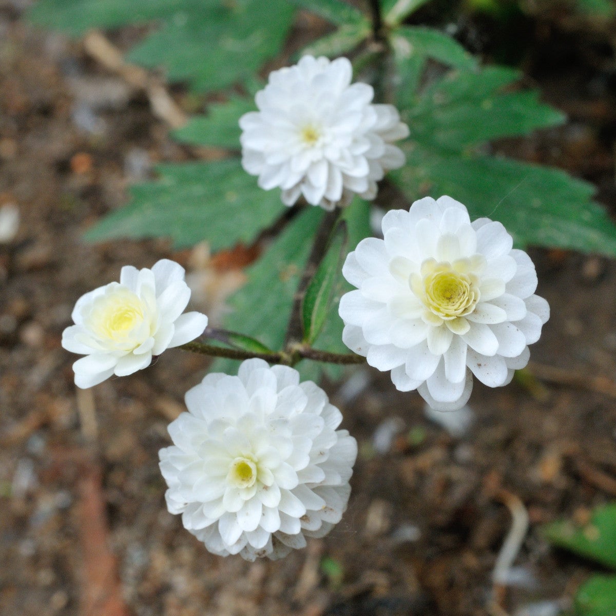 stormhattsranunkel 'Flore Pleno'