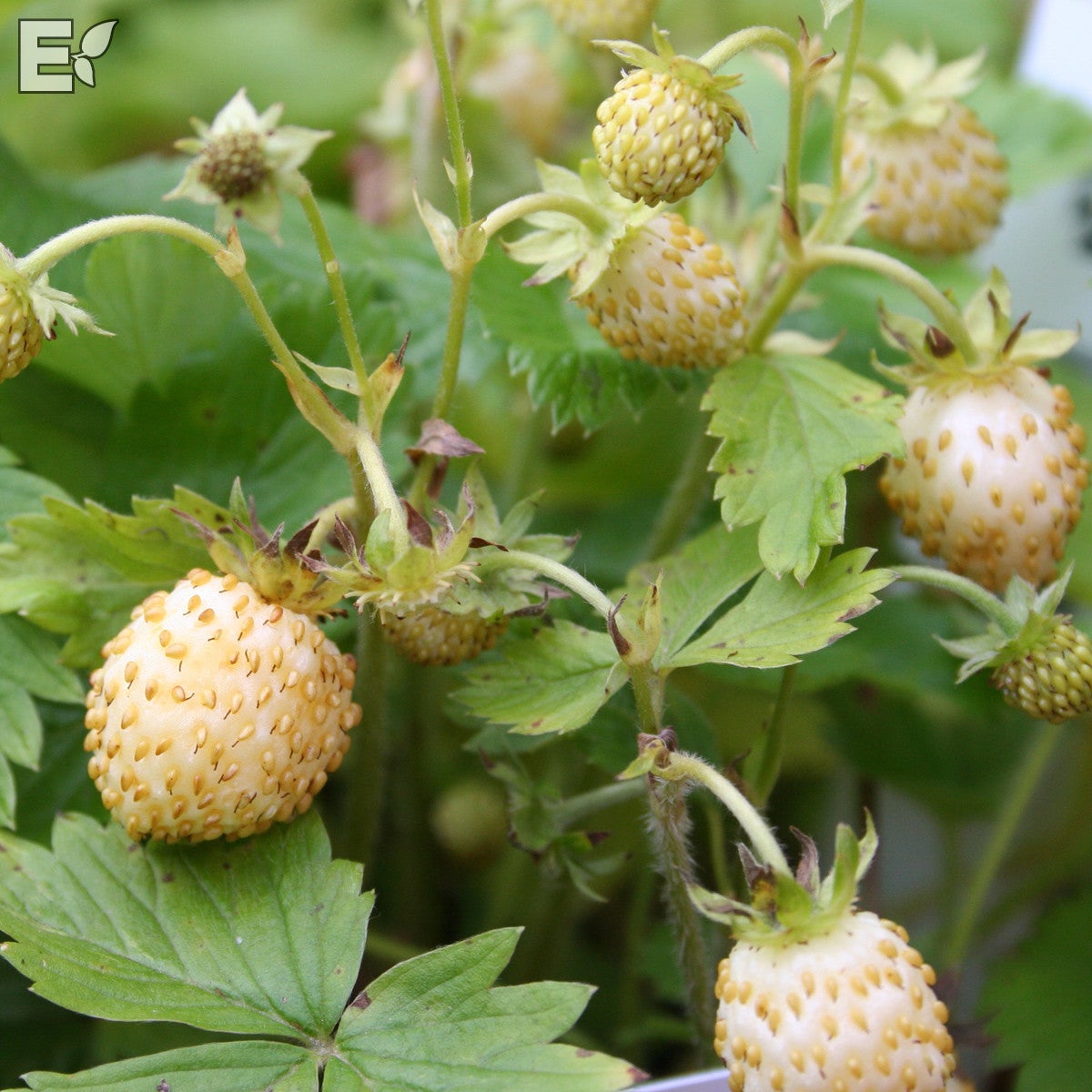 smultron 'Snövit' E