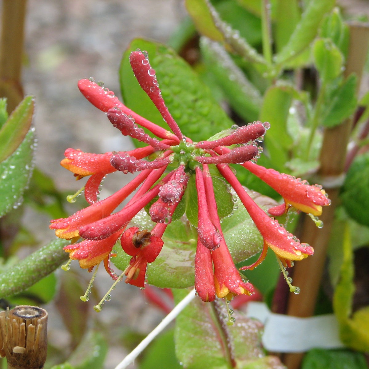 eldkaprifol 'Dropmore Scarlet'