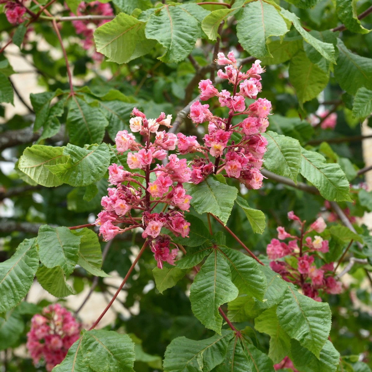 rödblommig hästkastanj 'Briotii'