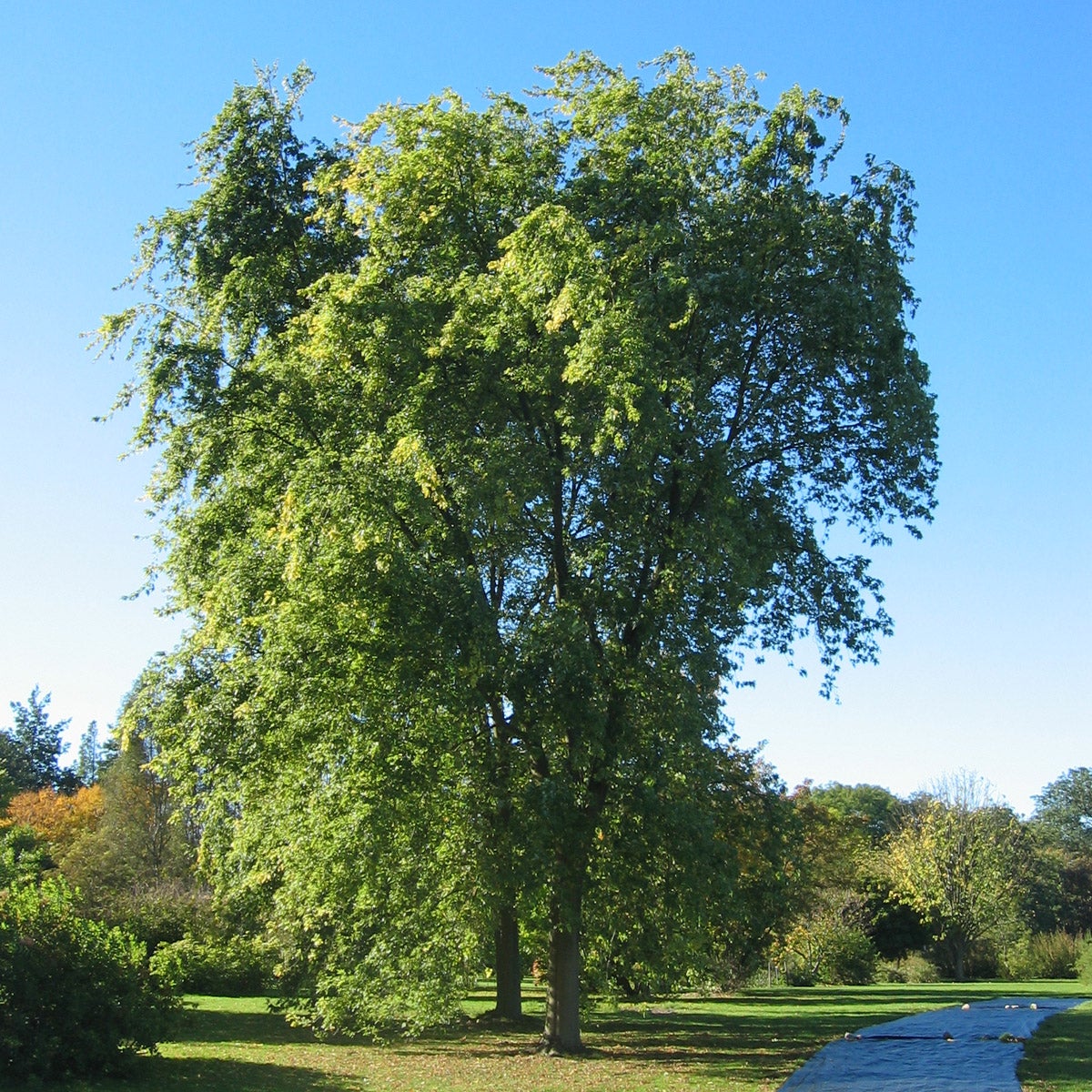 silverlönn 'Laciniatum Wieri'