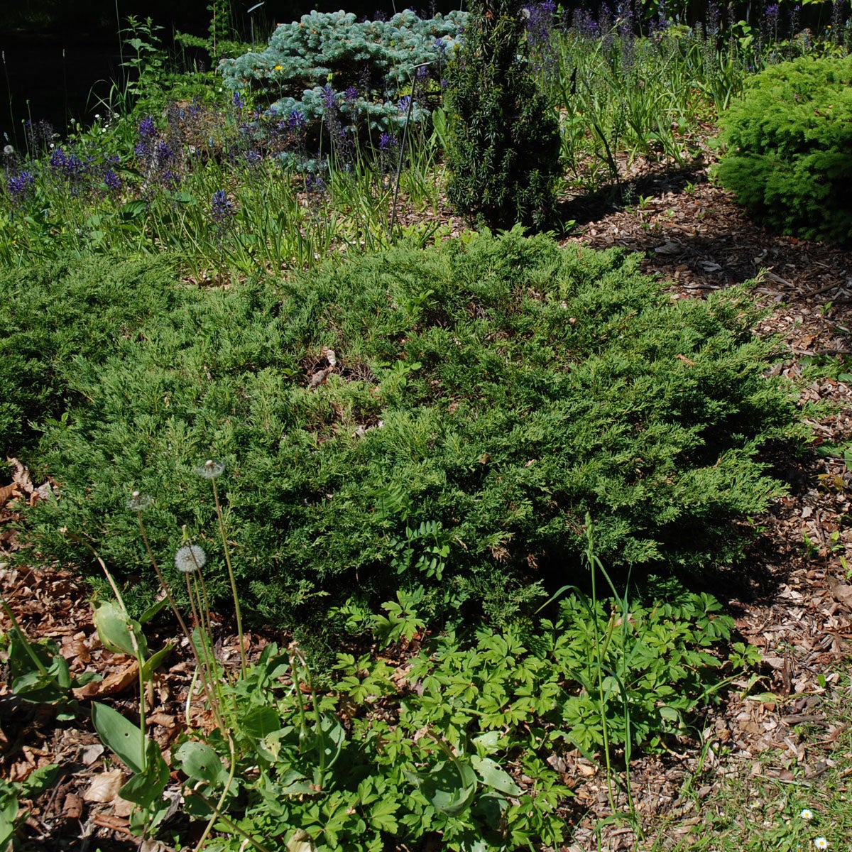 amerikansk kryp-en 'Andorra Compact'