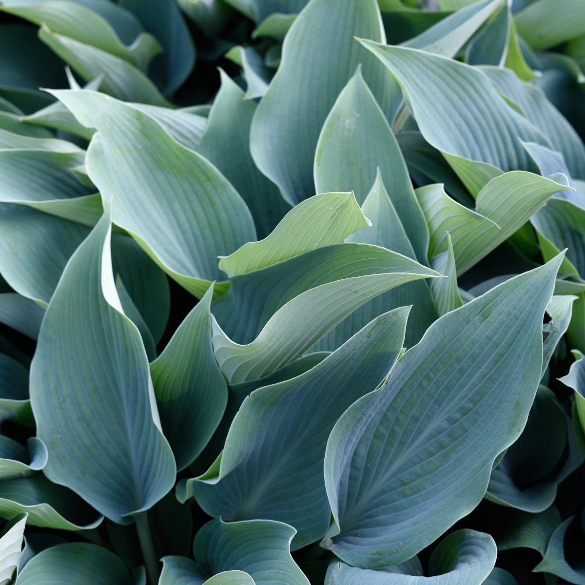 blåfunkia 'Halcyon'
